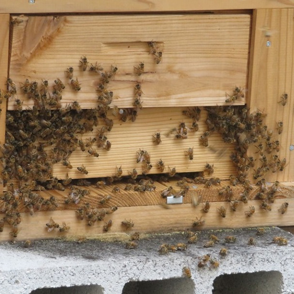 ミツバチの仲間たち